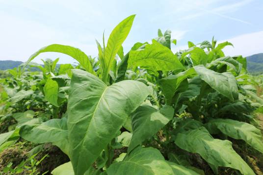 烟草（茄科烟草属植物）