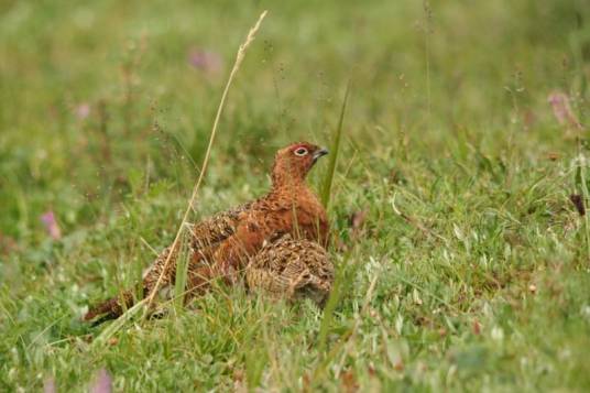 柳雷鸟阿留申群岛亚种
