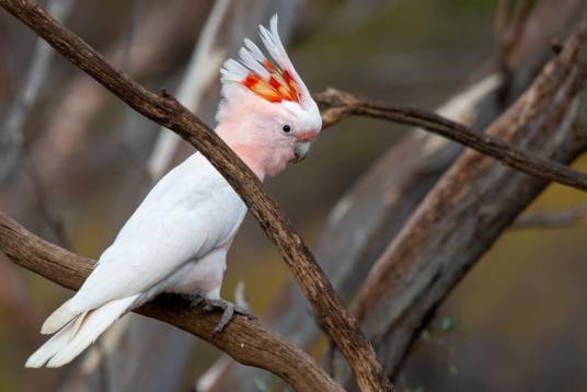 鹦鹉（鹦形目鸟类的统称，以其艳丽羽色和鸣叫模仿能力著称）