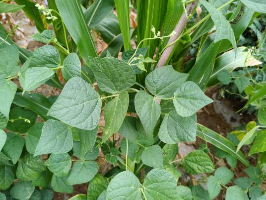 植物（生命形态之一）