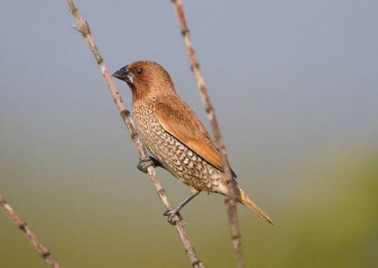 斑文鸟藏南亚种