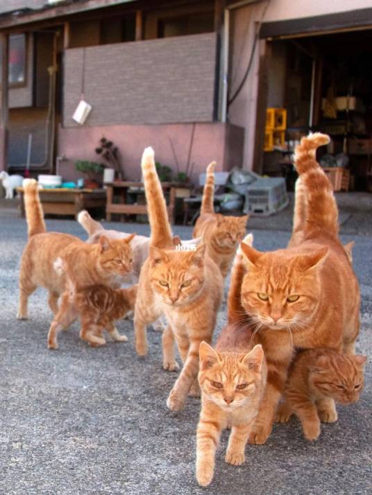 橘猫(哺乳纲猫科动物)