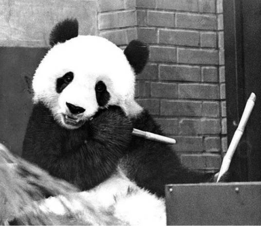 大熊猫康康(中国赠送给日本的大熊猫)