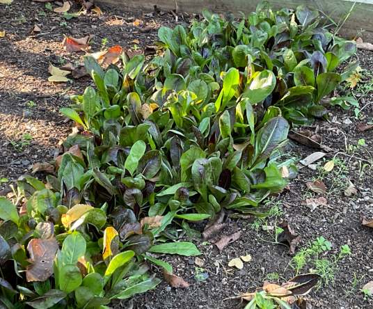 菠菜（苋科菠菜属的一种植物）