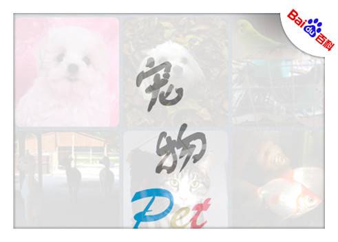 宠物（词语概念）