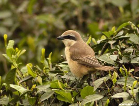 灰伯劳新疆亚种