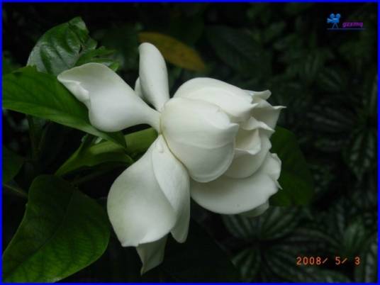 栀子（原变种）