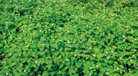 白玉（鱼腥草栽培品种）