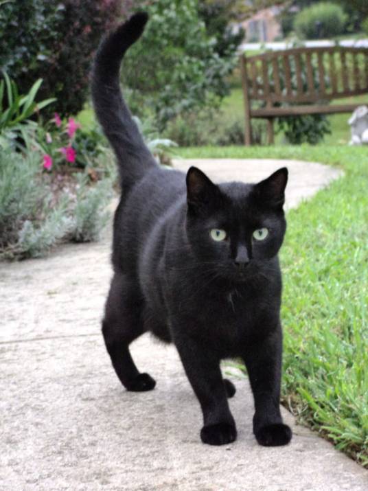 黑猫（猫科猫属动物）