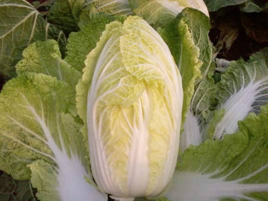 胶州白菜