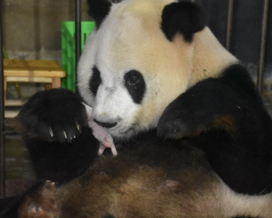大熊猫丫丫(秦岭大熊猫研究中心的熊猫)