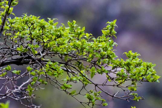 紫椴(锦葵科椴属植物)