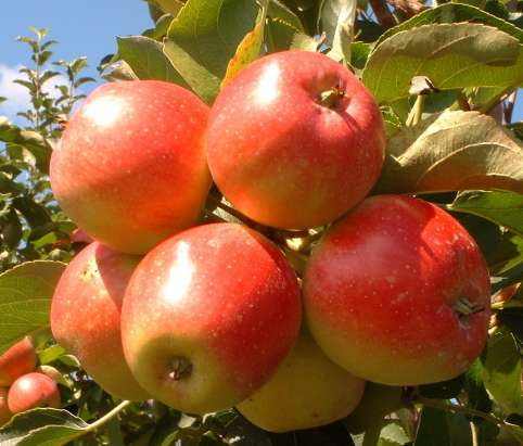 红玉(苹果品种)