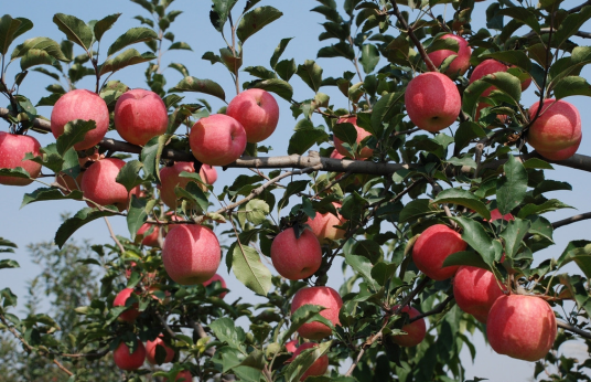 中国苹果之乡（陕西省旬邑县）