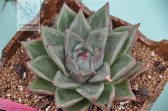 天狼星(石莲花属植物)