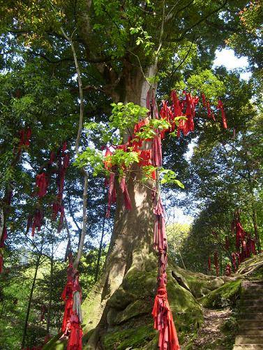 雅安千年红豆树