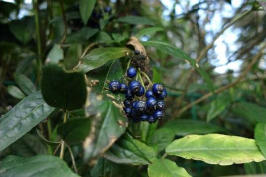 常山(绣球科常山属植物)