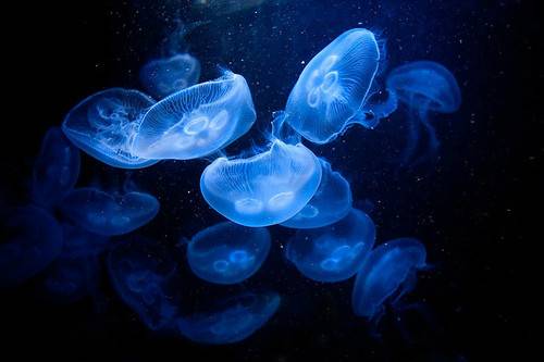 水母(水母疗法)