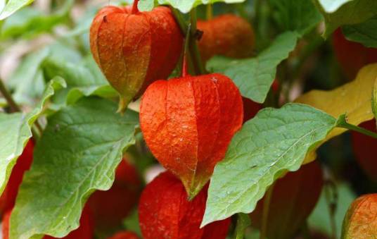 酸浆(茄科酸浆属植物)
