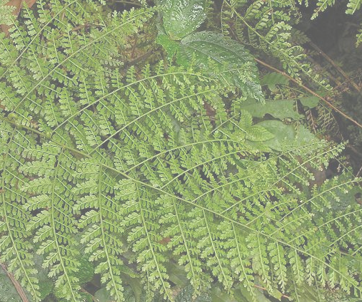 观音莲（中药）