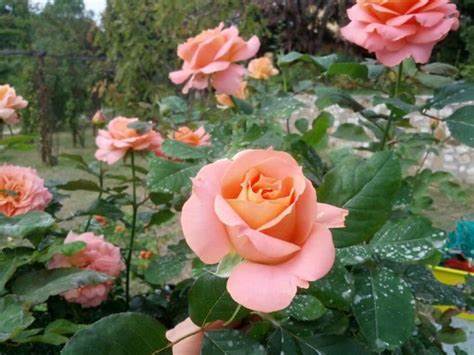 月季‘薇薇恩·韦斯特伍德’