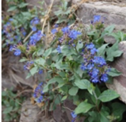 蓝雪花(蓝花丹的别名)