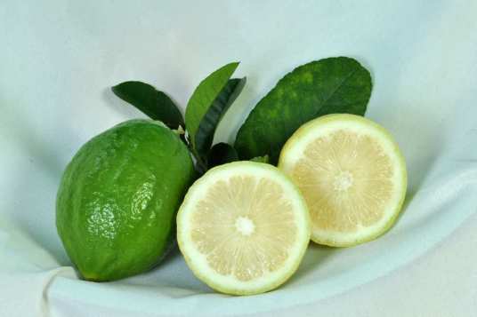 连南无核柠檬