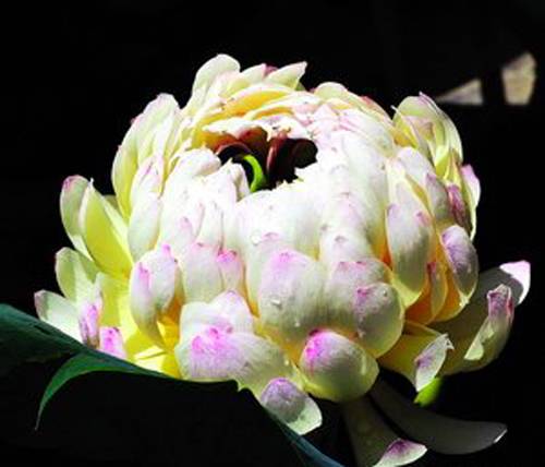 红唇(荷花品种)