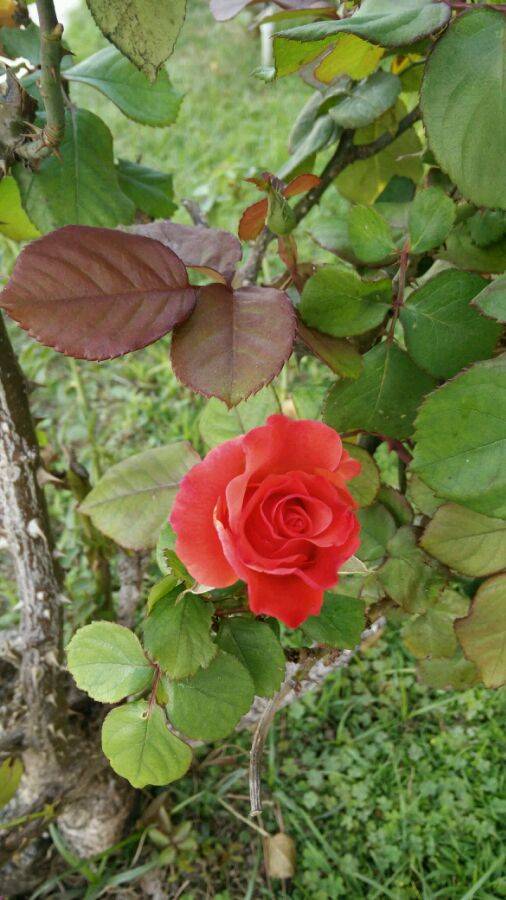 美利坚（蔷薇科蔷薇属月季植物）