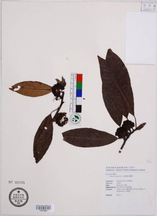 朝鲜木姜子(原变种)