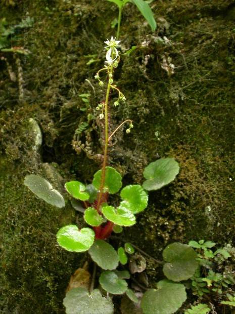 蒙自虎耳草(虎耳草科虎耳草属植物)