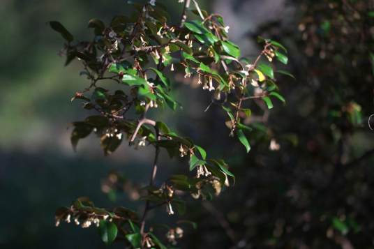 蔓胡颓子(胡颓子科胡颓子属植物)