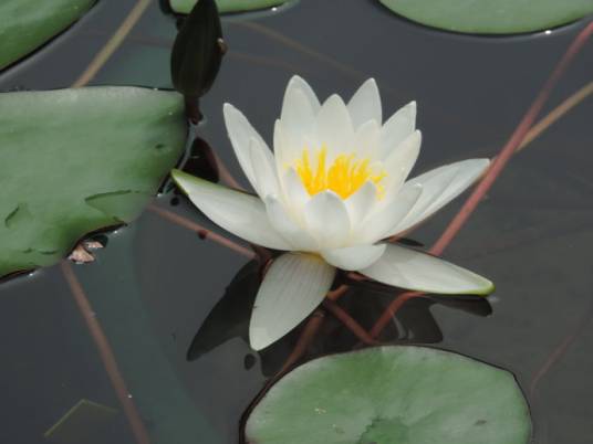 荷包蛋(睡莲科睡莲属植物)