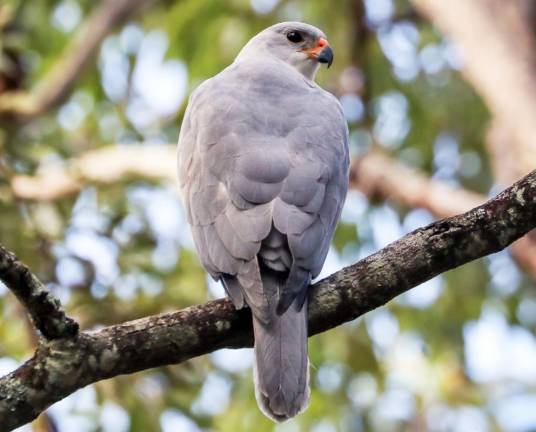 灰鹰(鹰科鹰属鸟类)
