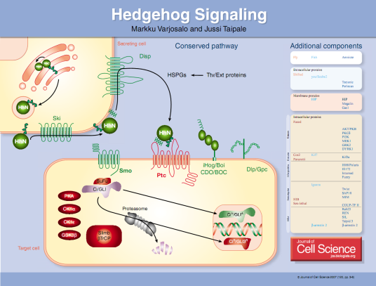 Hedgehog信号通路