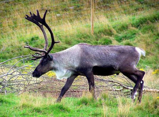 北美林地驯鹿
