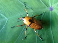 竹象鼻虫(节肢动物门昆虫纲象甲科昆虫)