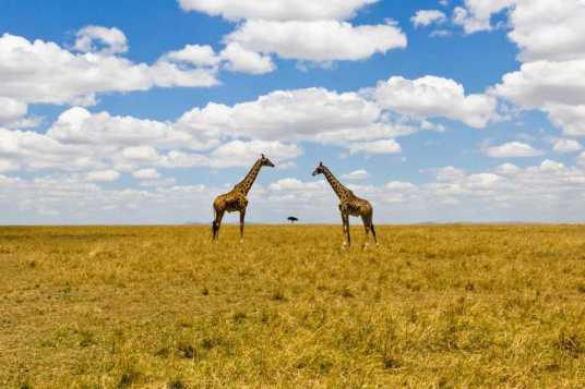 马赛马拉国家野生动物保护区