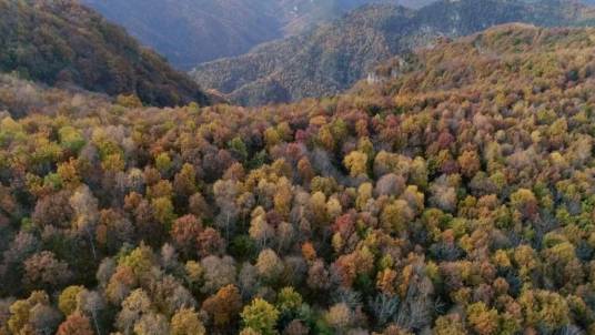 中条山国家森林