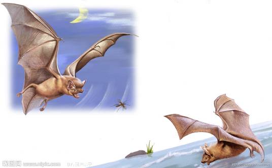 蝙蝠(2010年麦田出版社出版的图书)