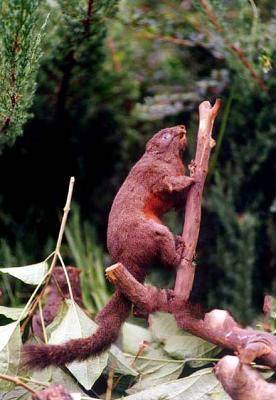 赤腹松鼠(脊索动物门哺乳纲啮齿目松鼠科动物)