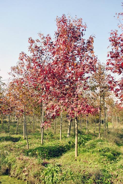 枫香浙江舟山群体家系ZS3