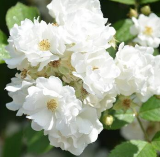 雪花（蔷薇科蔷薇属植物）