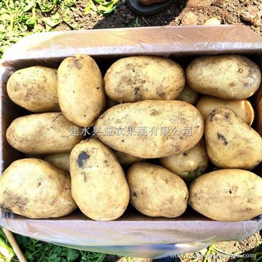 希森3号(茄科茄属植物)