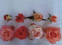 虎睛石（蔷薇属观赏植物）