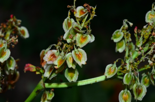 药用大黄（蓼科大黄属植物）