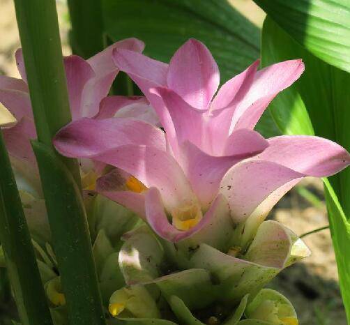 广西莪术(姜科姜黄属植物)