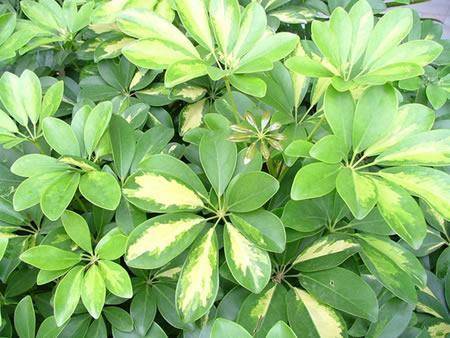 白花鹅掌柴(五加科鹅掌柴属植物)