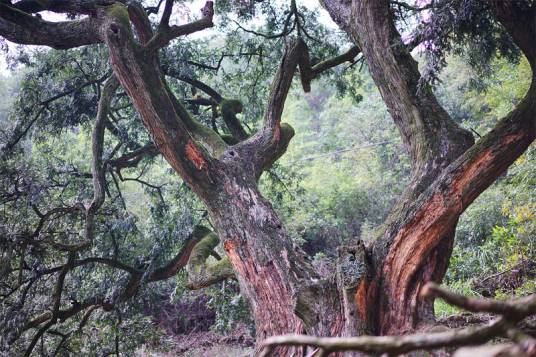 绍兴稽东千年香榧森林公园