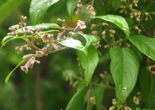 云南鸡矢藤(中药名)